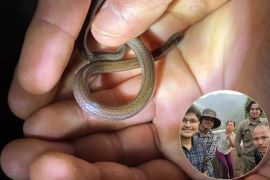 A new species of snake named Calamaria garoensis has been discovered